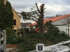 umgestürzter Baum